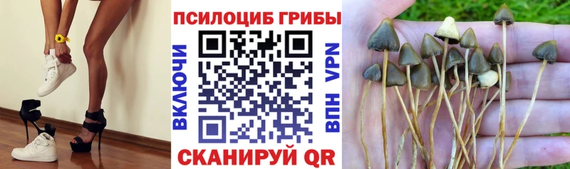 где продают наркотики  Нарьян-Мар  Псилоцибиновые грибы Psilocybe 